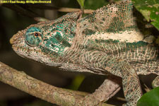 chameleon closeup