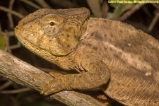 chameleon closeup