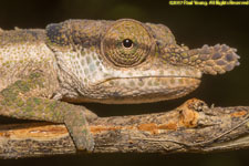 chameleon closeup