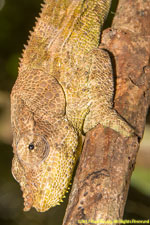 chameleon closeup