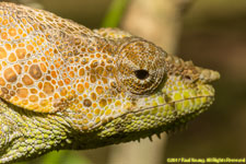 chameleon closeup