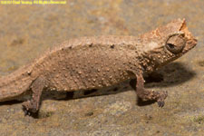 chameleon closeup