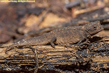 dwarf chameleon