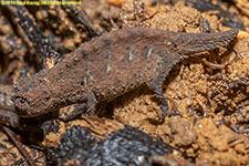 dwarf chameleon