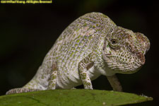 chameleon