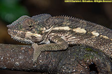 chameleon closeup