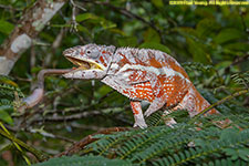 chameleon catching grasshopper