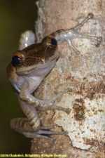 tree frog