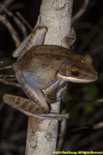 tree frog