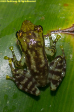 frog