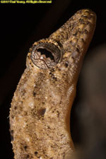 gecko closeup