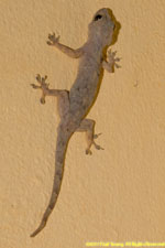 gecko