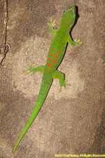 gecko