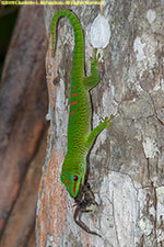 gecko eating spider