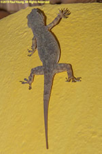 gecko