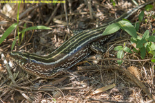 plated lizard