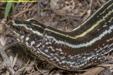 plated lizard