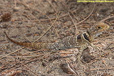 collared iguanid lizard