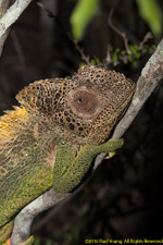 chameleon closeup