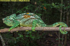 chameleon