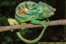 chameleon