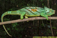 chameleon