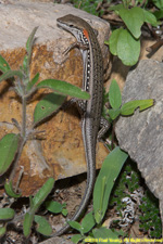 skink