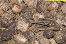 skink