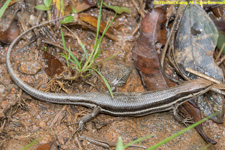 skink