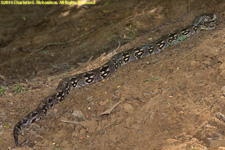 ground boa