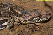 head of boa