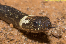 head of snake