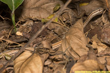 snake closeup