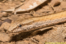 snake closeup