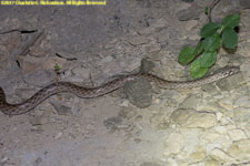 snake