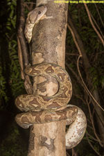 boa on tree