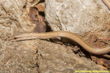 snake closeup