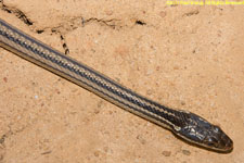 snake closeup