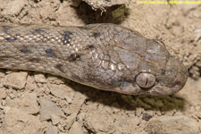 snake closeup