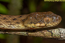 snake closeup