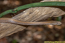 snake closeup