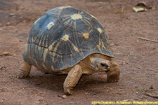 tortoise