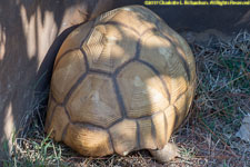 tortoise