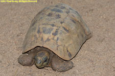 tortoise