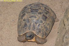 tortoise