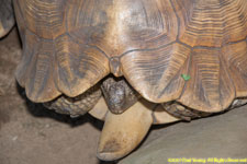 tortoise closeup