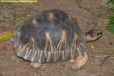 tortoise