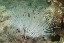 tube anemone