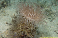 tube anemone