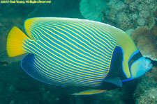 angelfish